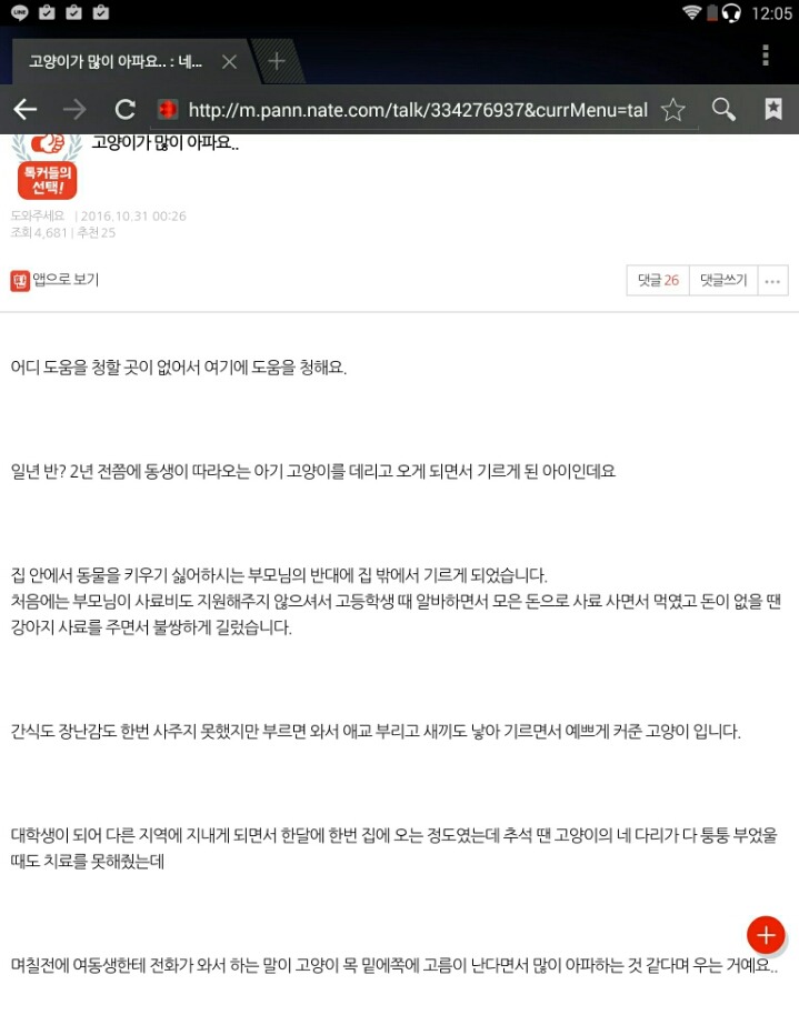 *빡침주의* 우리 고양이가 아파요 (분양을 신중해야하는 이유) | 인스티즈