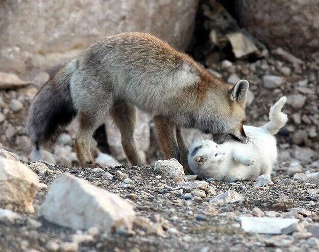 여우와 고양이 조합.jpg | 인스티즈