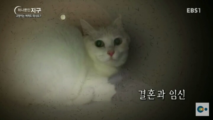 고양이는 버려도 되나요? | 인스티즈