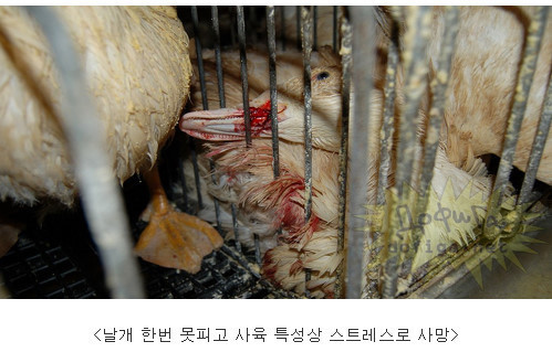 프랑스의 대표음식 푸아그라가 만들어지기까지... (혐오주의) | 인스티즈