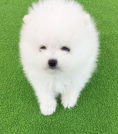 포동포동 이미지