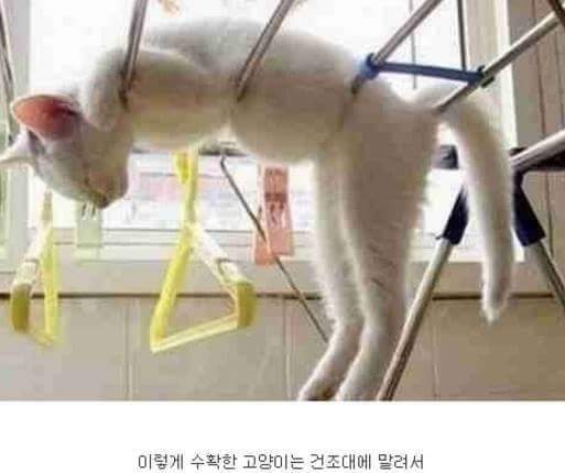 고양이가 자라서 주인에게 배달되기 까지.. | 인스티즈