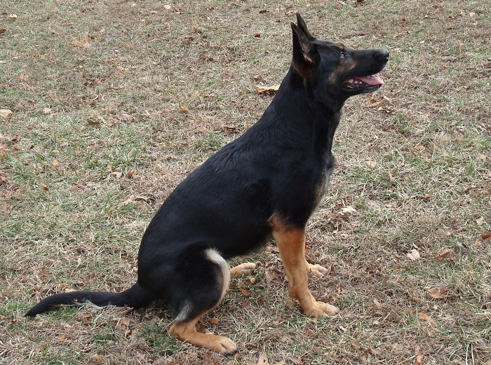 견종 이야기 - 저먼 셰퍼드 | 인스티즈