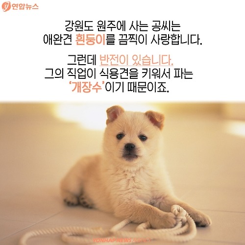 복날의 개를 좋아하세요? | 인스티즈