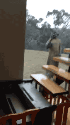 캥거루는 유리를 잘 인지하지 못한다.gif | 인스티즈