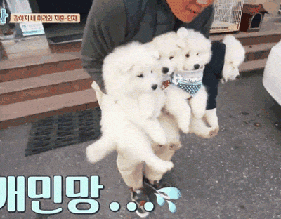 사모예드를 아시나요?.gif | 인스티즈