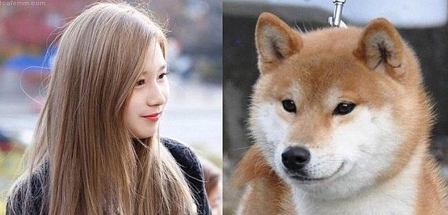 트와이스 시바 | 인스티즈