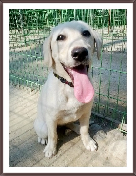 코봉이 이미지