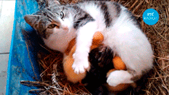 오리와 냥이.gif | 인스티즈