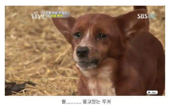 의리빼면 시체인 강아지 | 인스티즈