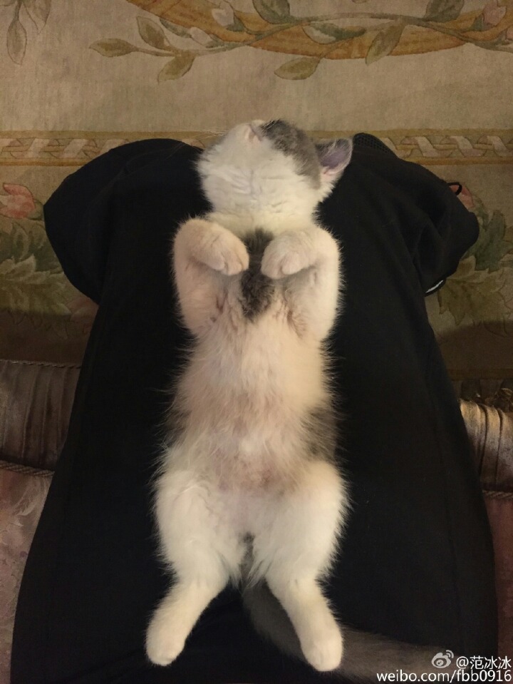 판빙빙 고양이.jpg | 인스티즈