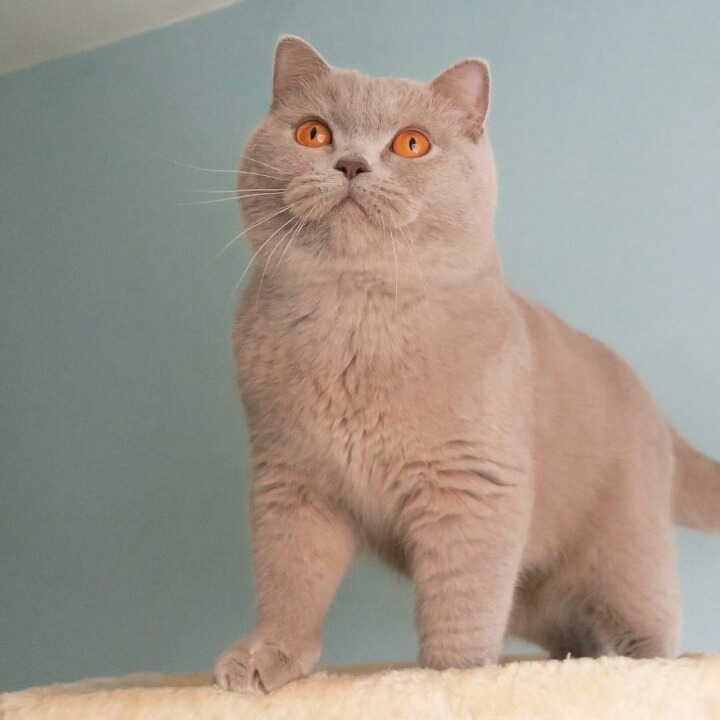 영국 토종고양이 | 인스티즈