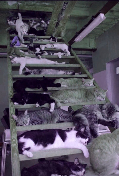 Tumblr : #cat #pink | 인스티즈