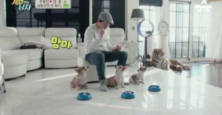 [개밥주는남자] 웰시코기 삼둥이 대중소 식탐고치기 (feat.갓형욱) | 인스티즈