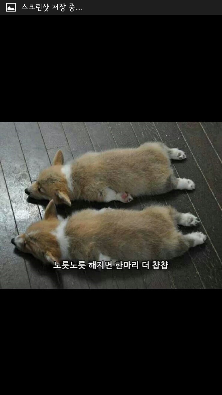 웰시코기 산채로 굽기.jpg | 인스티즈