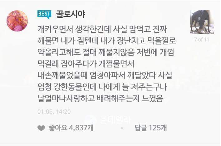 강아지 주인과 고양이 집사의 차이 | 인스티즈