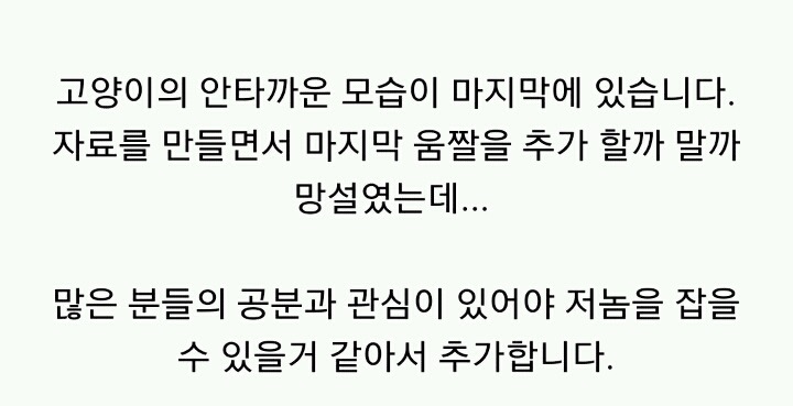 분노주의)웃는 얼굴로 새끼 고양이 내던지고 도망간 미친넘 | 인스티즈