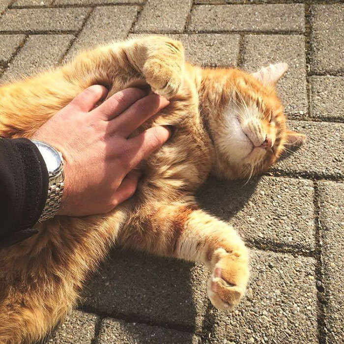 독일의 어느 캠퍼스 고양이.jpg | 인스티즈