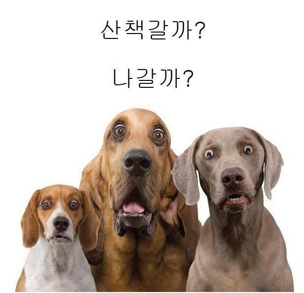 강아지들에게 장난으로 해서는 안되는 말.jpg | 인스티즈