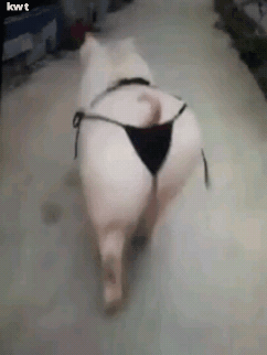 섹시한돼지 이미지