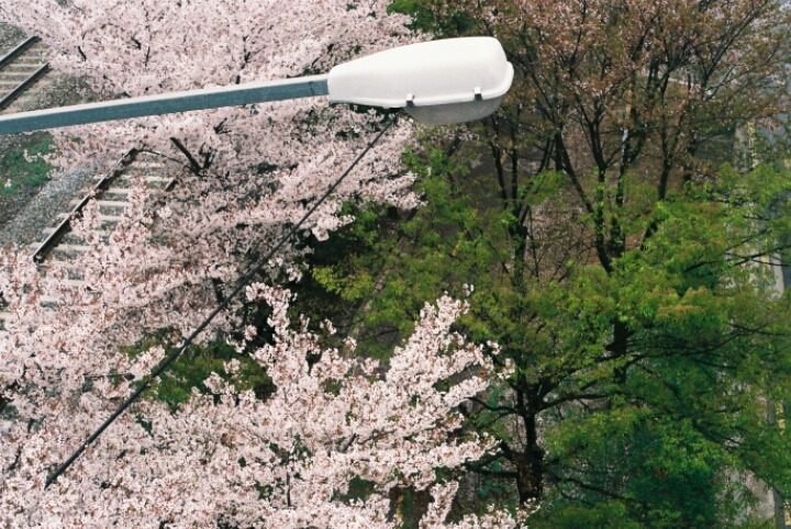 직접 찍은 필름카메라 사진 | 인스티즈