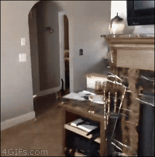 아 주인새끼 또 미쳤네.gif | 인스티즈