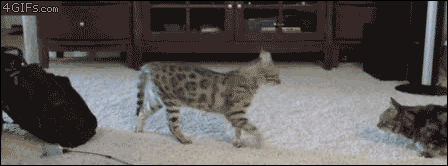 뜻밖의 고양이 시리즈 | 인스티즈