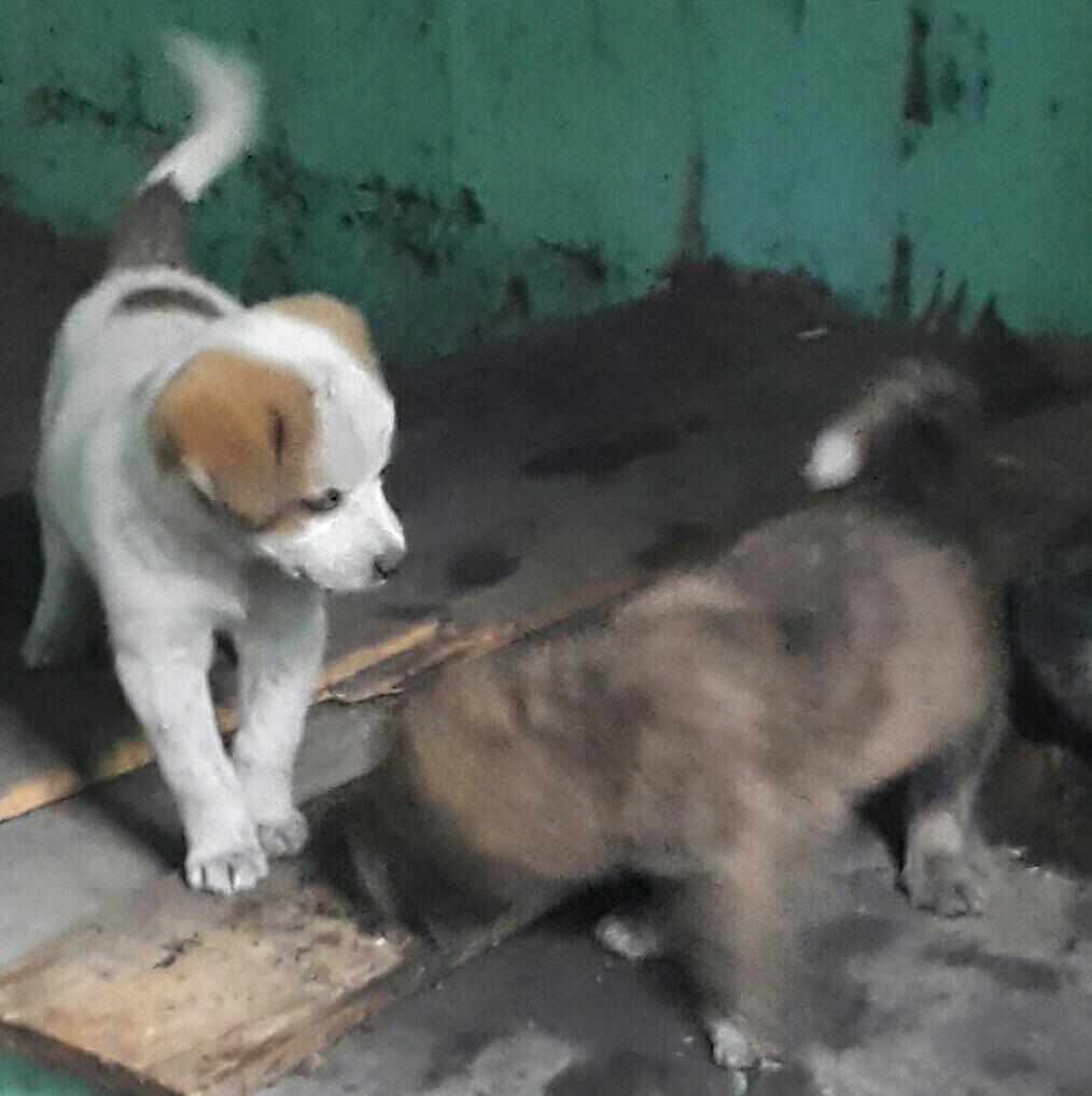 흰둥이 이미지