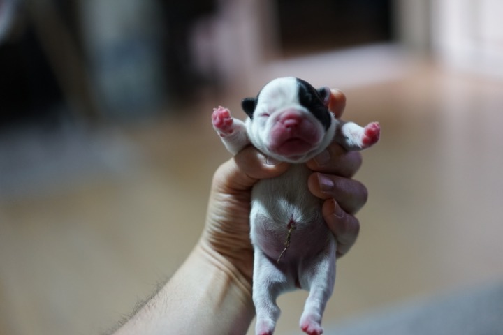 코봉이 이미지