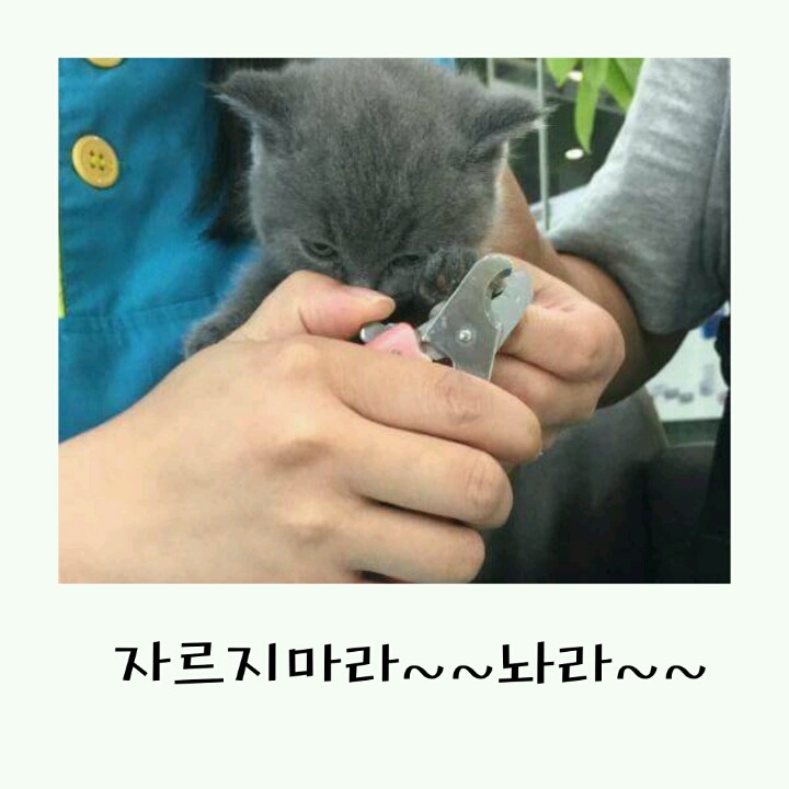 발톱자르는 개와 고양이의 반응차이!! | 인스티즈