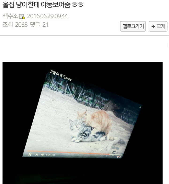 고양이 붕가를 본 야옹이 | 인스티즈