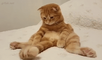 멍냥멍냥멍냥.gif (데이터 주의) | 인스티즈