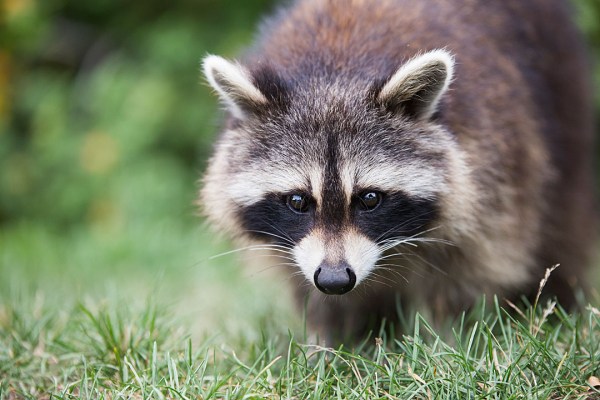우리가 흔히 너구리로 알고있는 애들의 진실 | 인스티즈