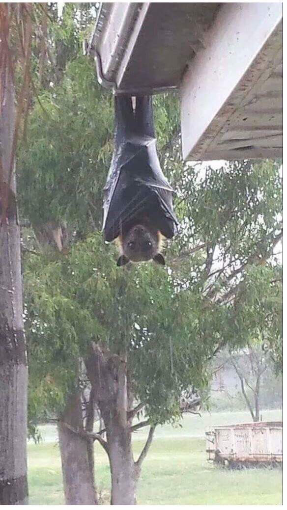 과일박쥐 크기 (혐오주의) | 인스티즈