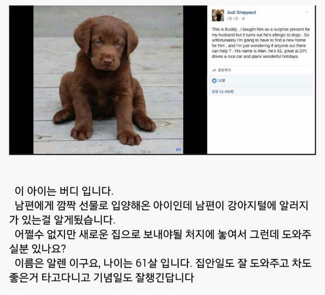 남편이 강아지털 알러지가 있어서 어쩔 수 없이 입양 보냅니다ㅠㅠ | 인스티즈