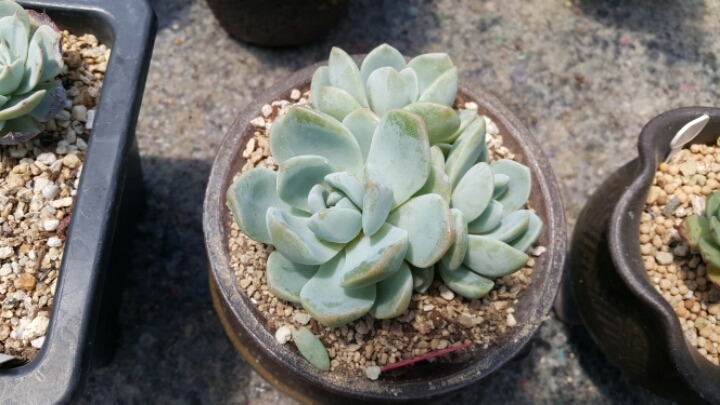 다육이놀이터 이미지