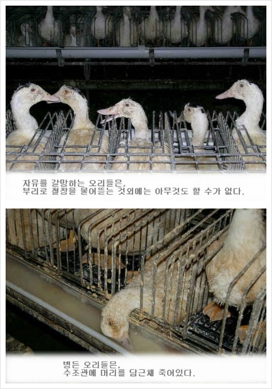 프랑스 니네는 한국 개고기 문화 비판 할 자격 없다 | 인스티즈