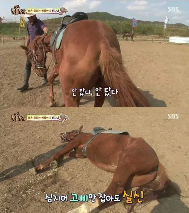 죽은척 하는 말 | 인스티즈