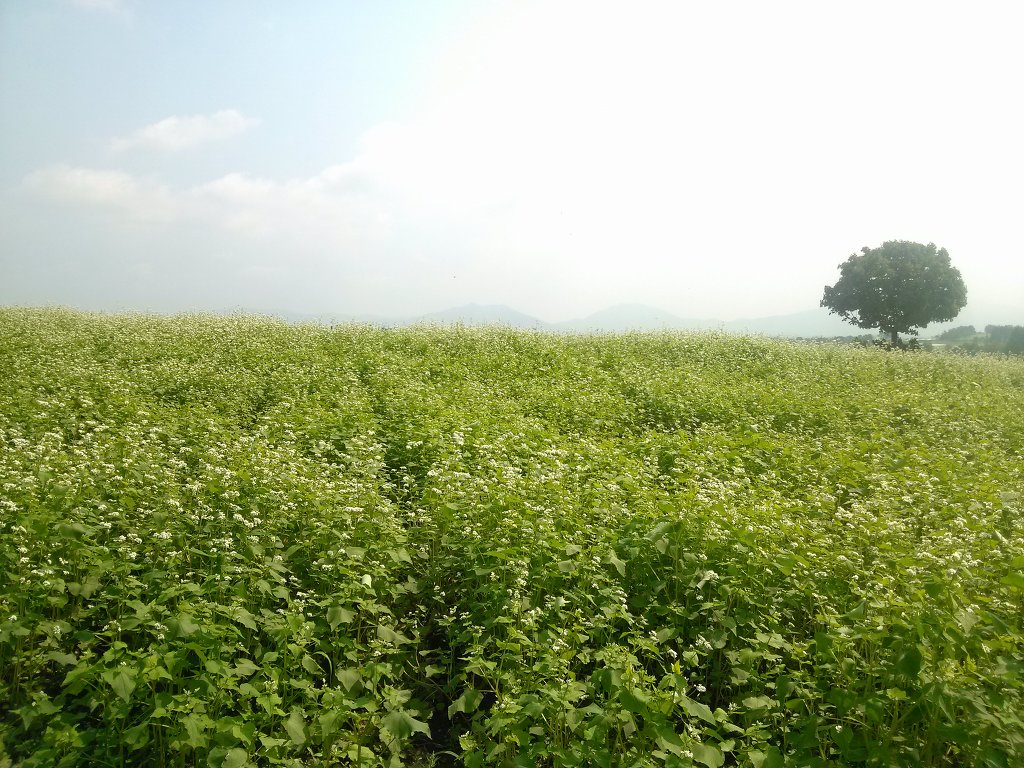정통옛날쌈밥 이미지