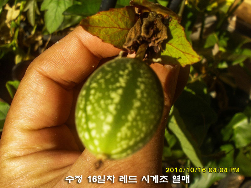 수정열매 이미지
