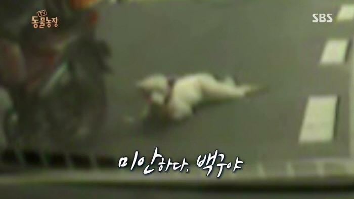 [TV동물농장] 동물농장에서 방송된 인천의 한 개 도축장의 현실.jpg | 인스티즈