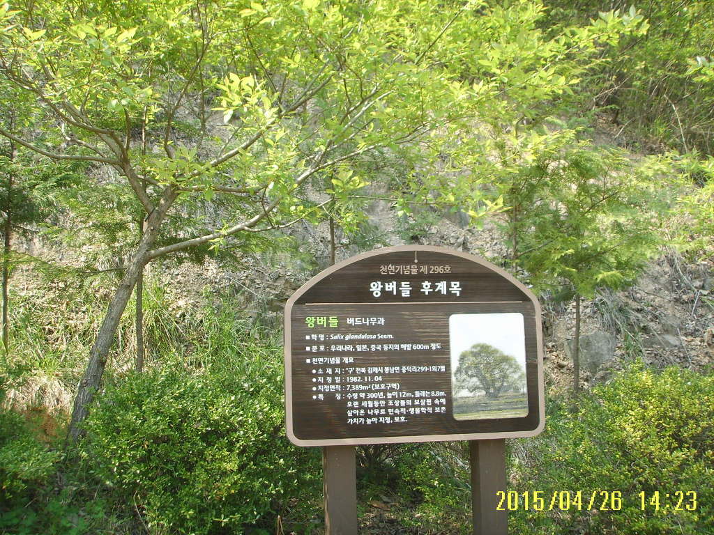 수목 비교 관찰원 이미지