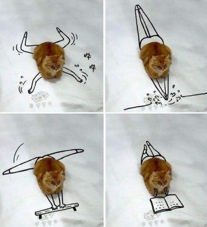 냥이의 취미생활 | 인스티즈