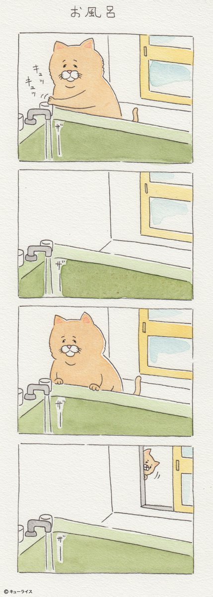 유감스러운 고양이 | 인스티즈