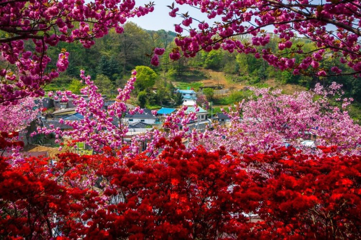 전주 완산공원 꽃동산 - 관광객보다 전주 시민들이 더 많이 가는 곳 | 인스티즈