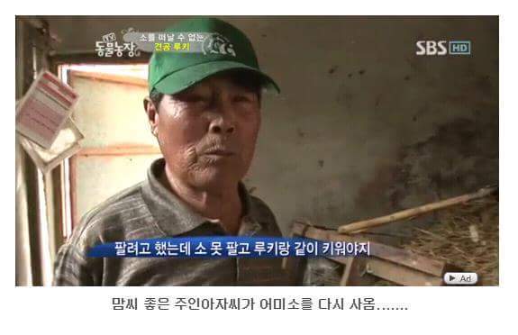 소를 어미라고 생각하는 강아지 | 인스티즈