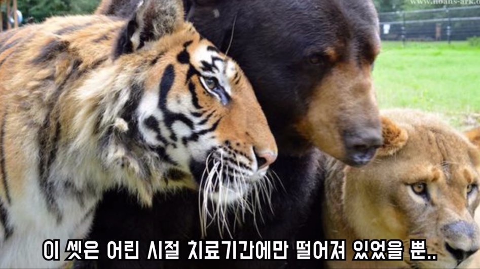맹수 세 마리의 아름다운 우정 | 인스티즈