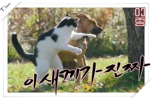 꽐라 이미지
