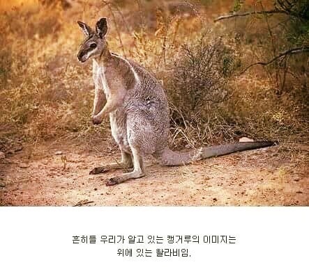 캥거루의 실체.jpg | 인스티즈