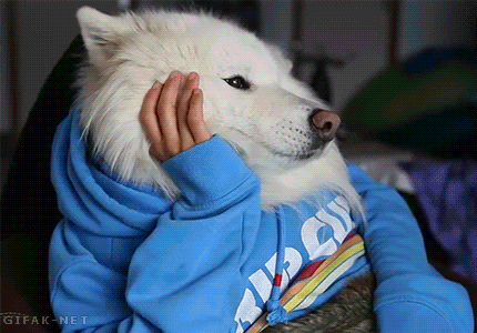 개와 주인의 연기합.gif | 인스티즈